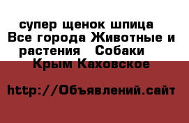 супер щенок шпица - Все города Животные и растения » Собаки   . Крым,Каховское